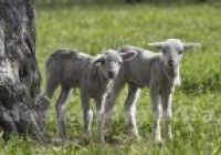 Junge Schafe